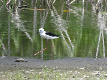 セイタカシギ 東京港野鳥公園 2021年6月9日(水)