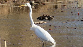 ダイサギ 埼玉県さいたま市(見沼自然公園) 2017年3月16日(木)