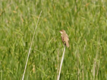 Oriental Reed Warbler Lake Kawaguchiko Sun, 6/6/2021