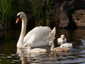 Mute Swan Unknown Spots Sun, 6/6/2021