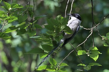 Azure-winged Magpie 藤が丘公園 Wed, 6/9/2021