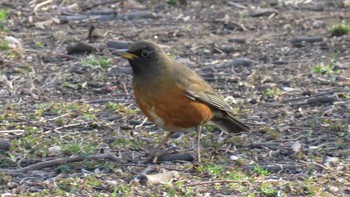 Brown-headed Thrush 埼玉県さいたま市(見沼自然公園) Thu, 3/16/2017