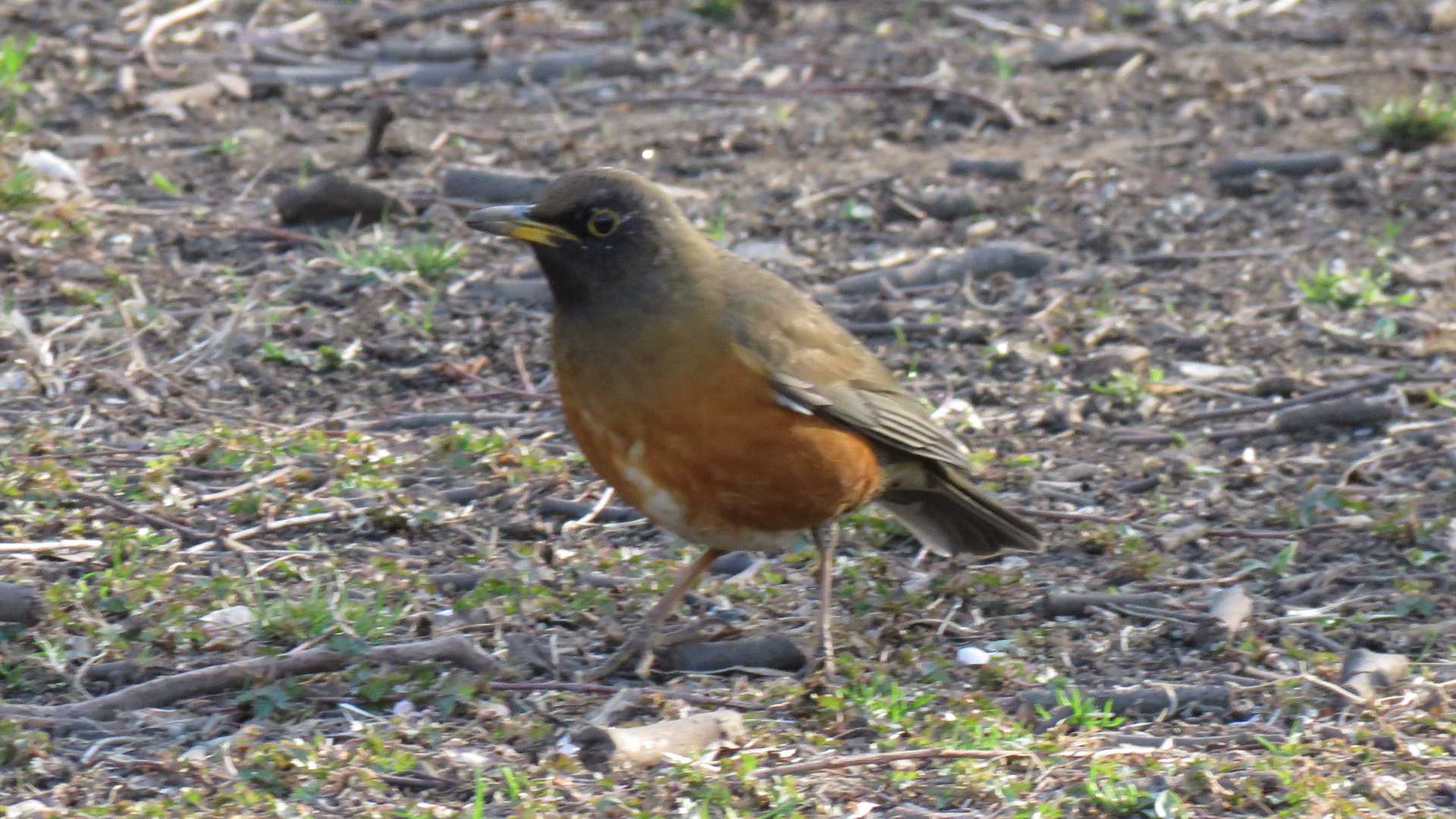 Photo of Brown-headed Thrush at 埼玉県さいたま市(見沼自然公園) by motherearth