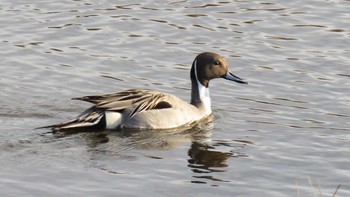 Northern Pintail 埼玉県さいたま市(見沼自然公園) Thu, 3/16/2017