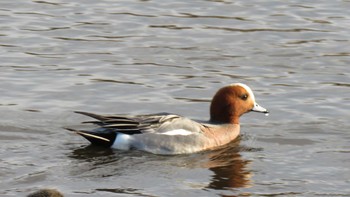 Eurasian Wigeon 埼玉県さいたま市(見沼自然公園) Thu, 3/16/2017