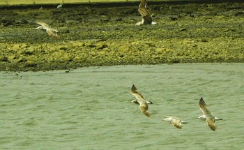 2021年5月29日(土) 沼津港の野鳥観察記録