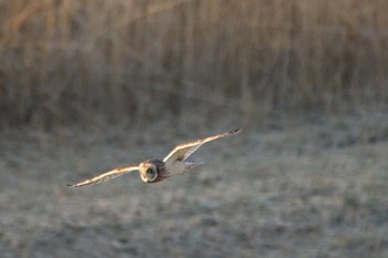Short-eared Owl Watarase Yusuichi (Wetland) Thu, 3/16/2017