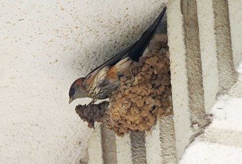 Red-rumped Swallow 神奈川県 Mon, 6/7/2021