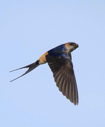 Red-rumped Swallow 神奈川県 Mon, 6/7/2021