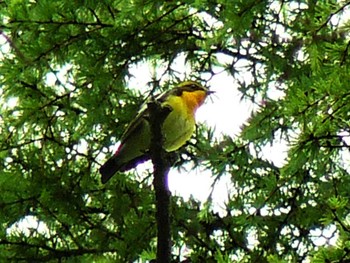 2021年5月30日(日) 山中湖の野鳥観察記録