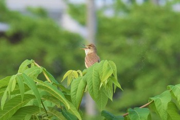 オオヨシキリ 最上川（米沢市・住之江橋付近） 2021年6月6日(日)