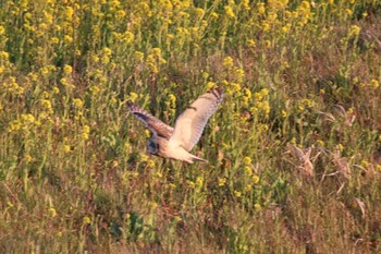 Short-eared Owl Watarase Yusuichi (Wetland) Thu, 3/16/2017