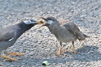 White-cheeked Starling 藤が丘公園 Wed, 6/9/2021