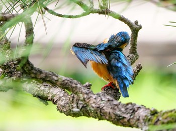 カワセミ 薬師池公園 2021年5月29日(土)