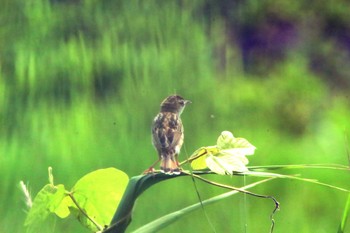 2021年6月8日(火) 愛知県知多市社山１丁目 34°59'46.7" 136°53'22.6"の野鳥観察記録