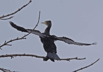 Japanese Cormorant 静岡県 Tue, 3/14/2017