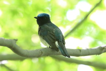 Blue-and-white Flycatcher Akashi Park Sun, 5/9/2021