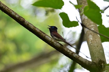 サンコウチョウ 場所が不明 2021年6月10日(木)