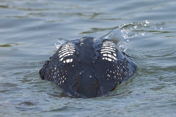 シロエリオオハム さいたま市 2021年6月9日(水)