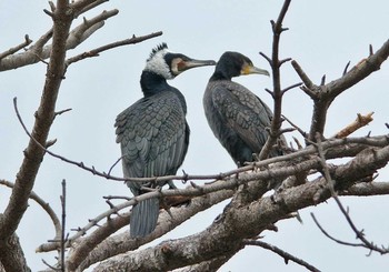 ウミウ 静岡県 2017年3月14日(火)