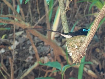 Black Paradise Flycatcher 八王子城跡 Thu, 6/10/2021