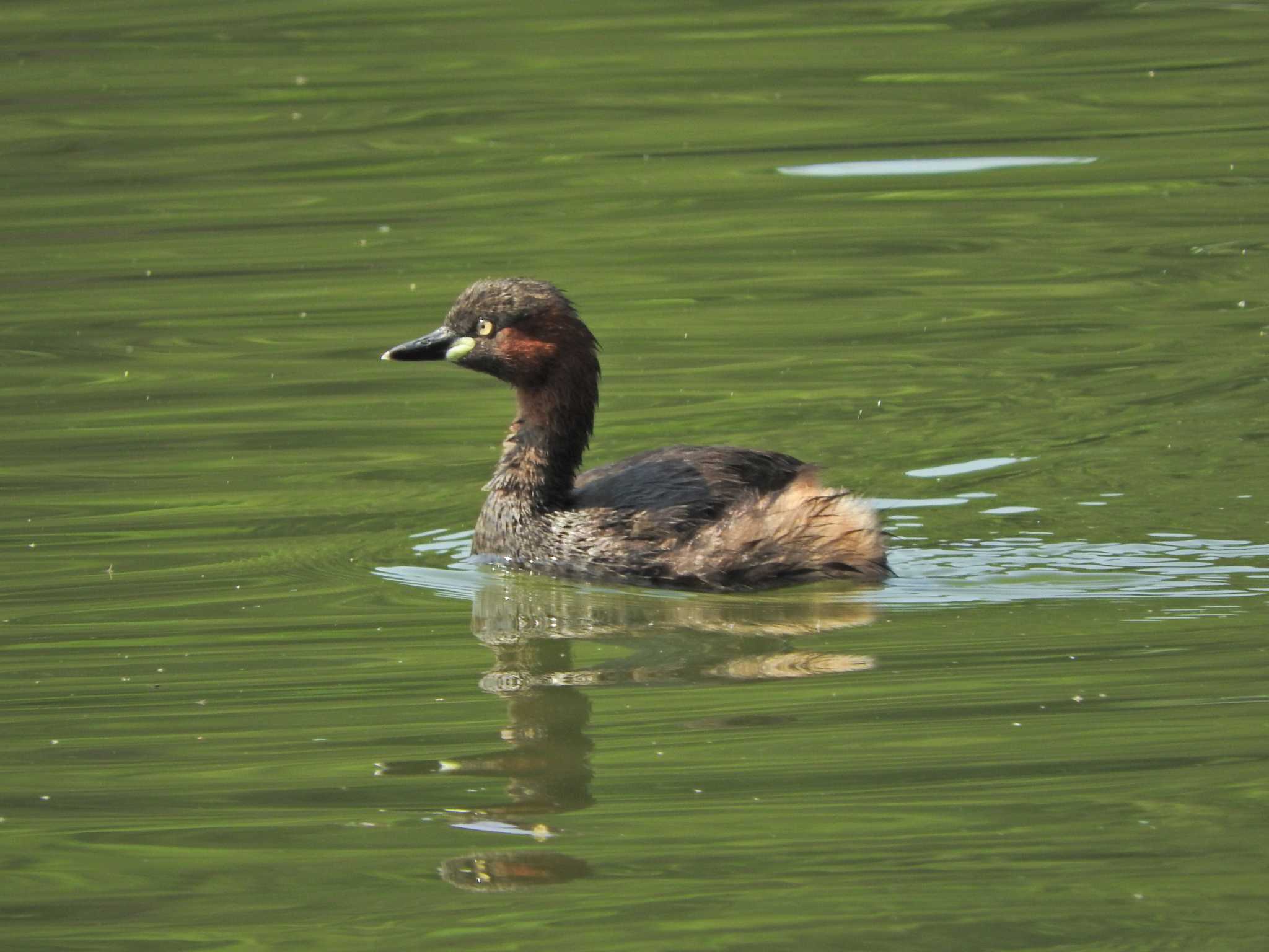 Photo of Little Grebe at Shakujii Park by chiba