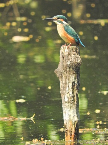 Common Kingfisher Shakujii Park Thu, 6/10/2021