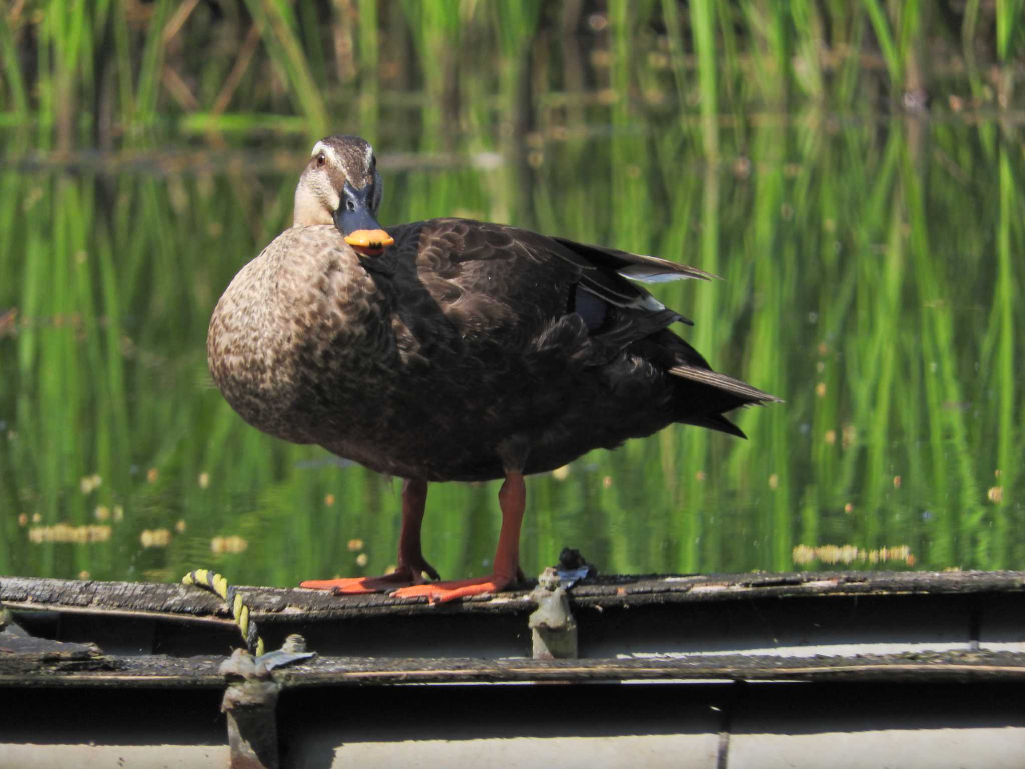 Photo of Eastern Spot-billed Duck at Shakujii Park by chiba