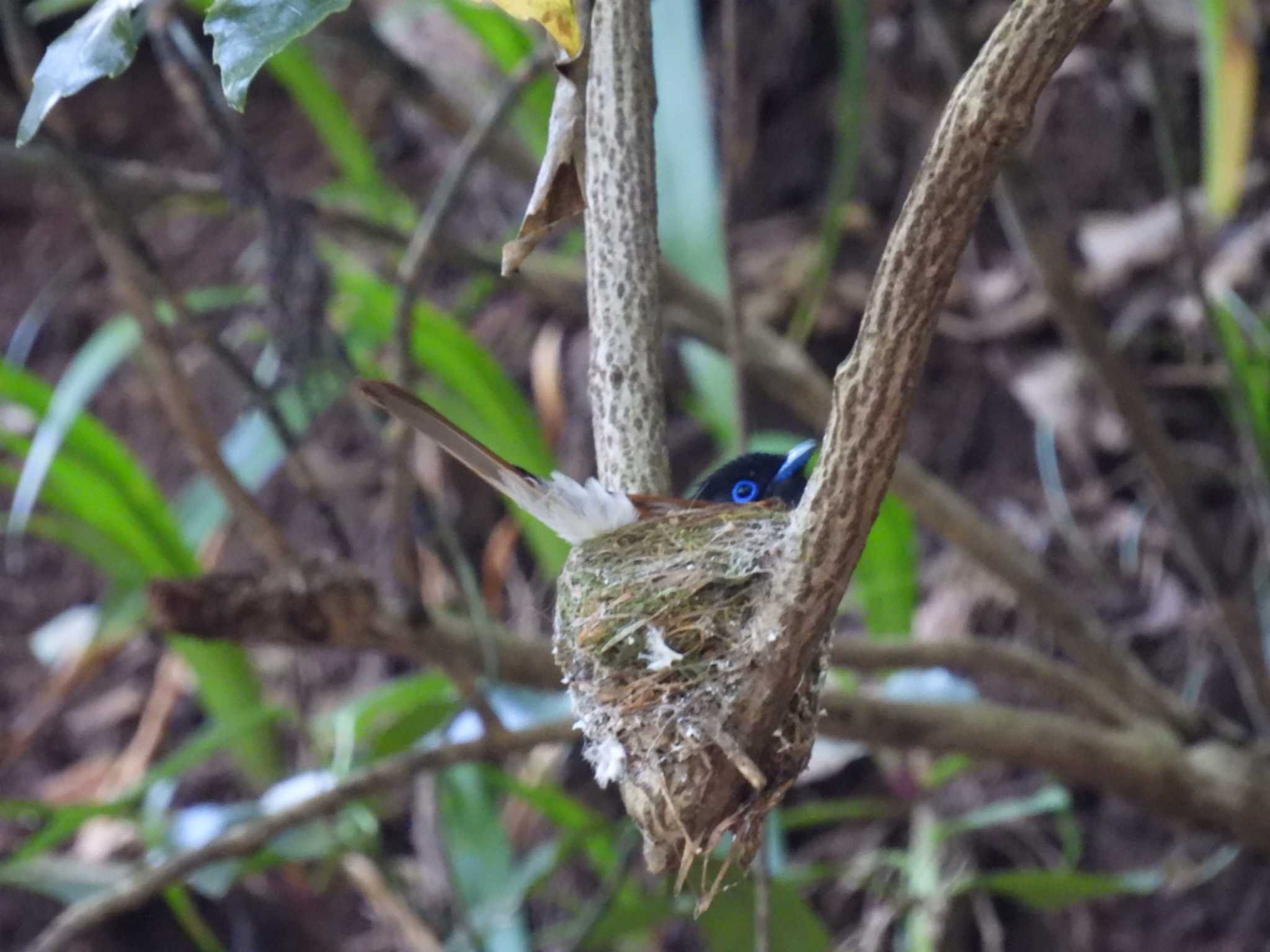 Photo of Black Paradise Flycatcher at 八王子城跡 by カズー