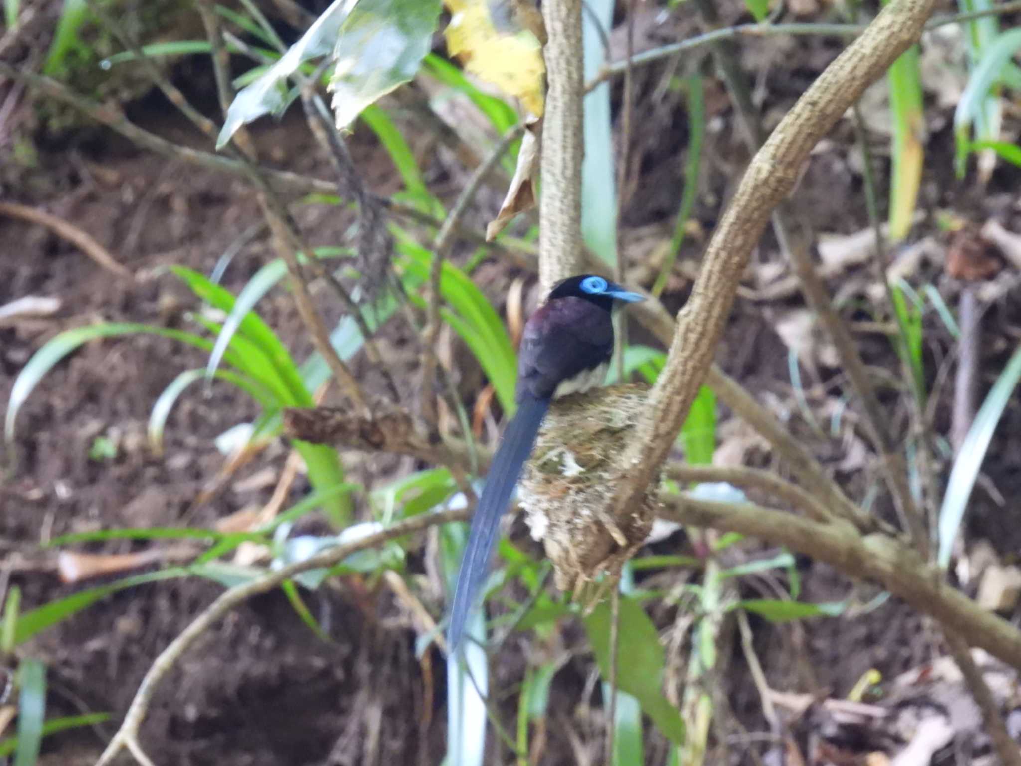 Photo of Black Paradise Flycatcher at 八王子城跡 by カズー