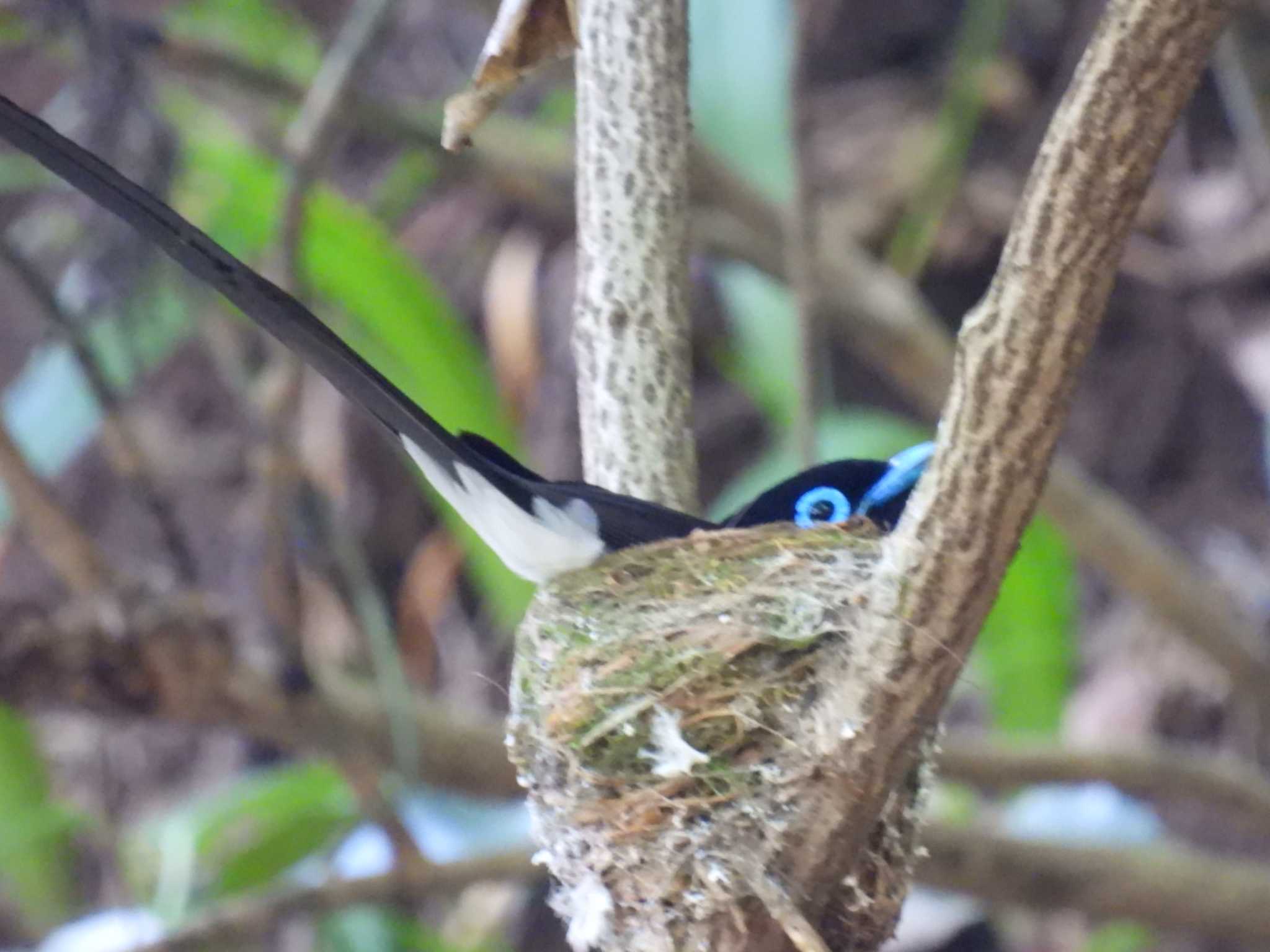 Black Paradise Flycatcher