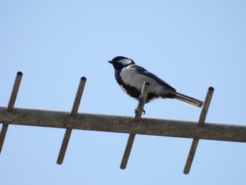 Japanese Tit 八王子城跡 Thu, 6/10/2021