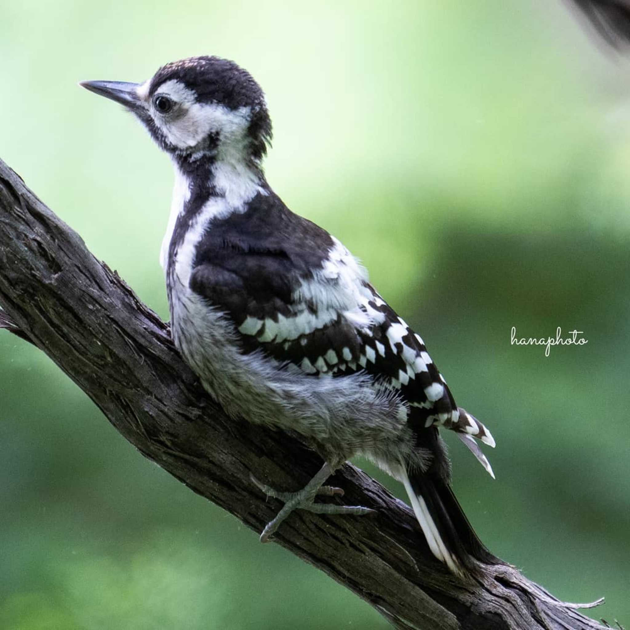 Photo of White-backed Woodpecker at 北海道 by hana