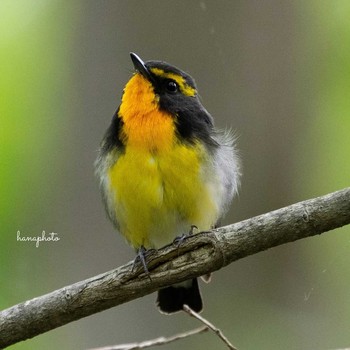 Narcissus Flycatcher 北海道 Mon, 5/31/2021