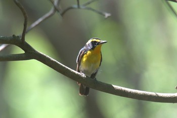 キビタキ 三重県阿山ふるさとの森 2021年6月10日(木)