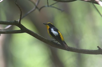 キビタキ 三重県阿山ふるさとの森 2021年6月10日(木)