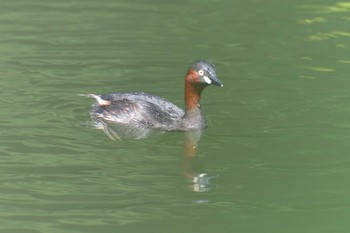 カイツブリ 三重県阿山ふるさとの森 2021年6月10日(木)