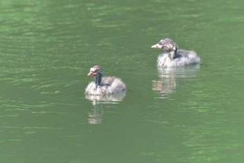 カイツブリ 三重県阿山ふるさとの森 2021年6月10日(木)