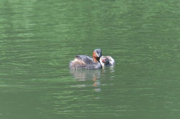 カイツブリ 三重県阿山ふるさとの森 2021年6月10日(木)