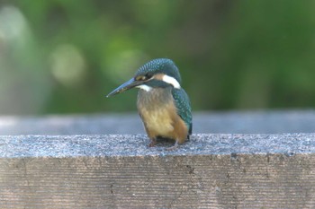 カワセミ 三重県阿山ふるさとの森 2021年6月10日(木)