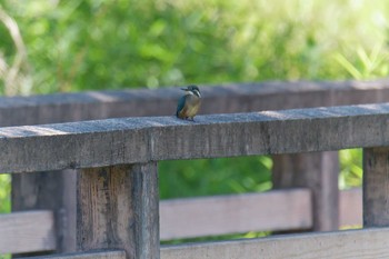 カワセミ 三重県阿山ふるさとの森 2021年6月10日(木)