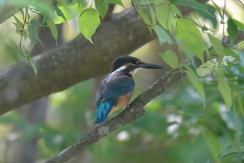 カワセミ 三重県阿山ふるさとの森 2021年6月10日(木)