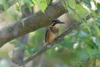 カワセミ 三重県阿山ふるさとの森 2021年6月10日(木)