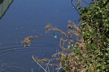 Common Kingfisher 黒須田川 Fri, 3/17/2017