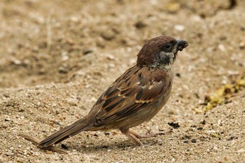 2021年6月10日(木) Pattaya, Chon buriの野鳥観察記録