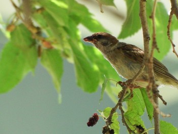 2021年6月10日(木) 松戸市の野鳥観察記録