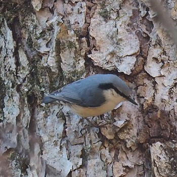 Eurasian Nuthatch 御岳山、御岳山神社 Fri, 3/17/2017