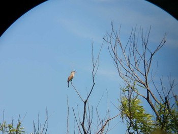 Oriental Reed Warbler 佐潟 Sat, 6/5/2021