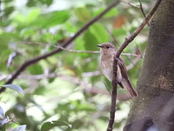 2021年6月5日(土) 春日山原始林の野鳥観察記録