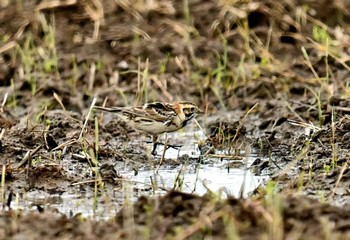 2021年5月5日(水) 茨城県の野鳥観察記録